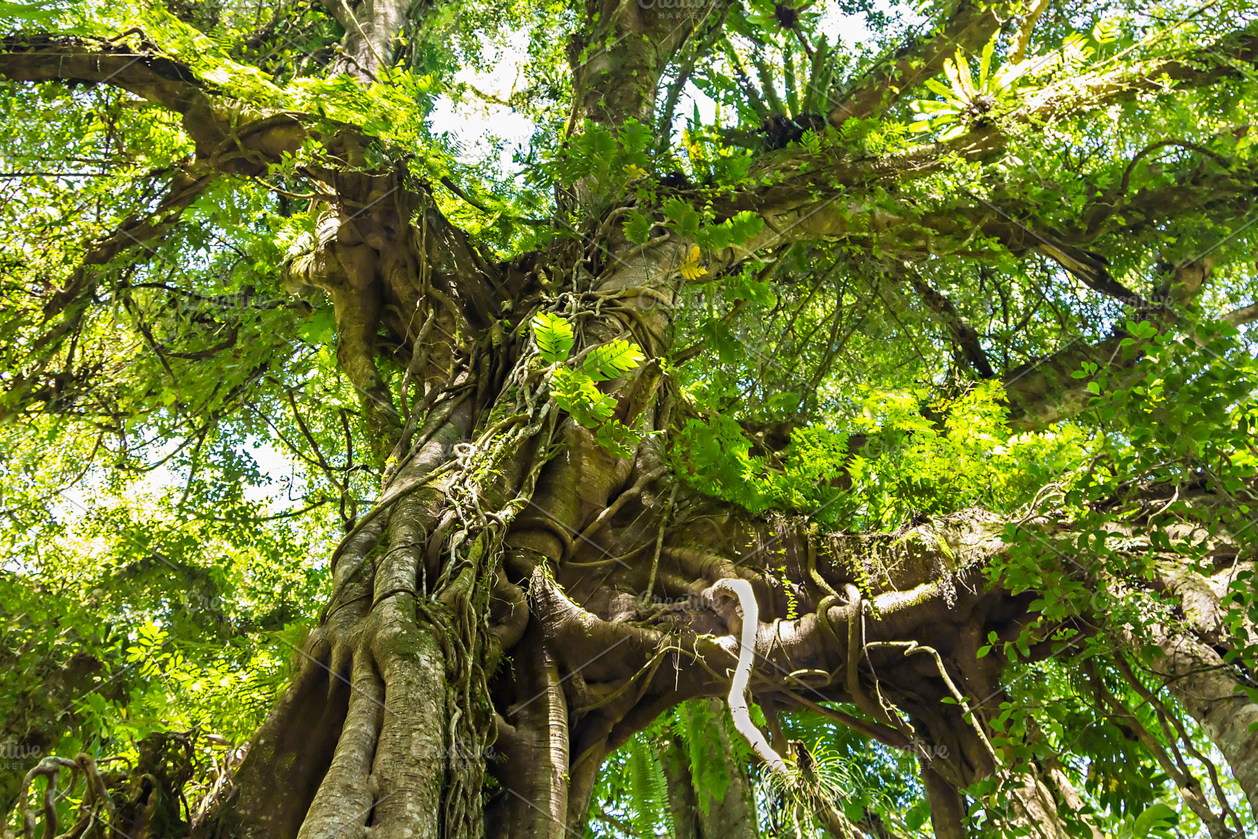Banyan tree, a Photo by saiko3p
