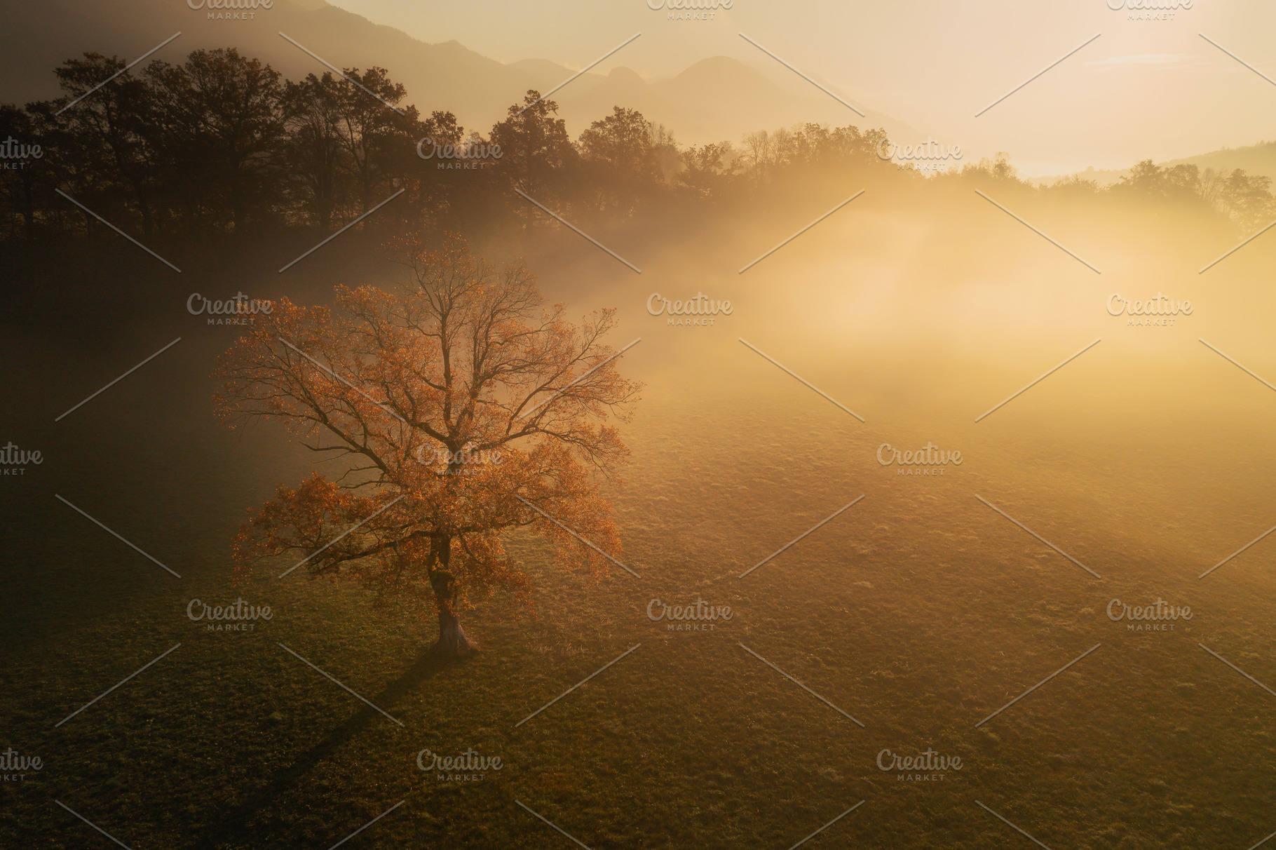 Misty autumn morning in the forest, a Nature Photo by Dreamy Pixel