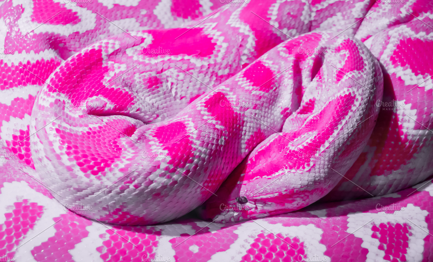 Abstract pink snake, a Wallpaper Photo by KYNA STUDIO