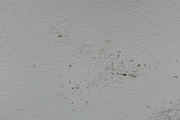 Mold Wall Texture Pack, a Texture Graphic by The_DrX (Thumbnail 11 of 13)