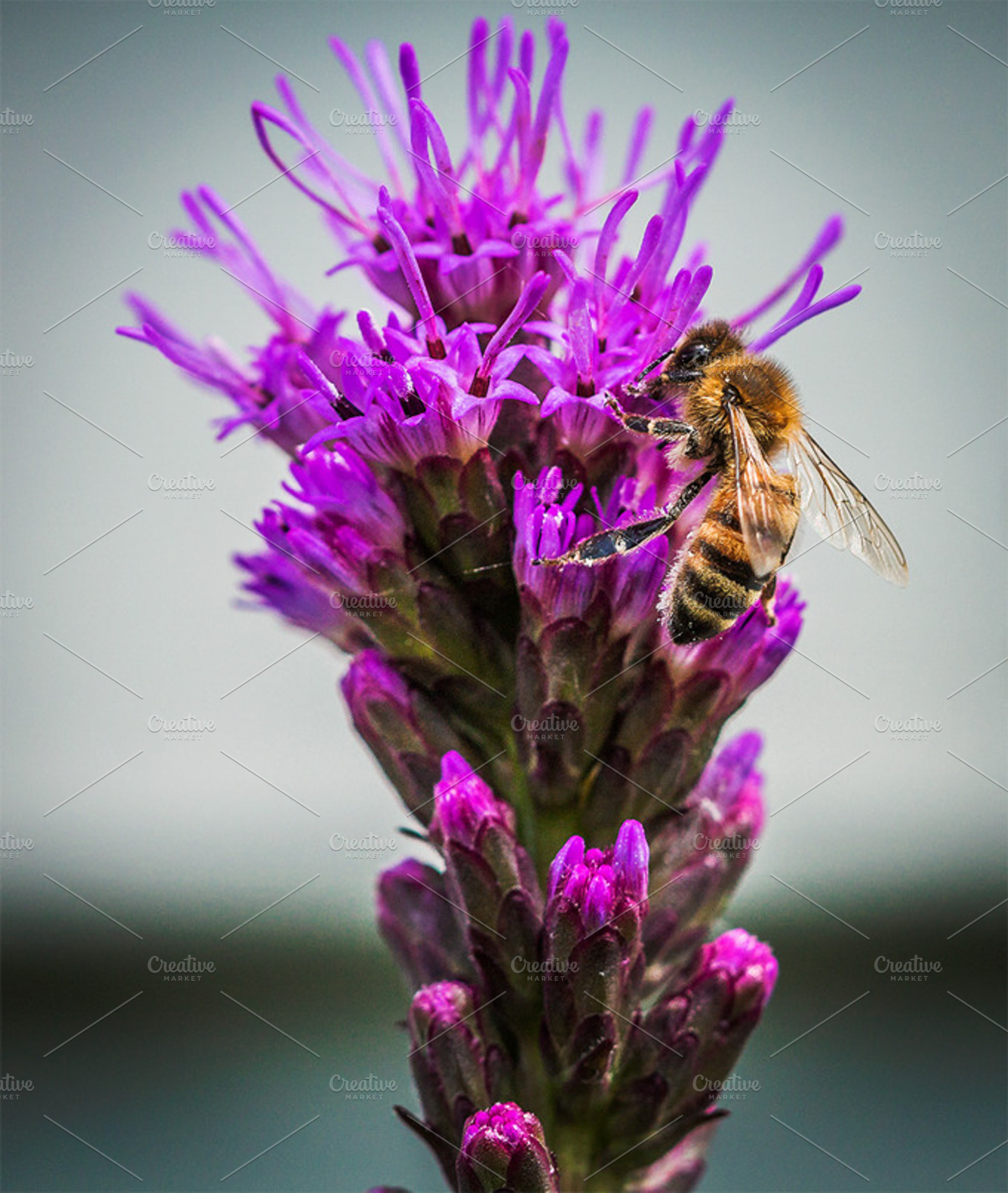 Hungry Bee