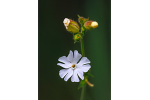 A beautifully delicate white, a Nature Photo by Lukas Jonaitis SHOP