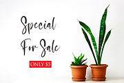 sasa, a Script Font by N (Thumbnail 6 of 10)
