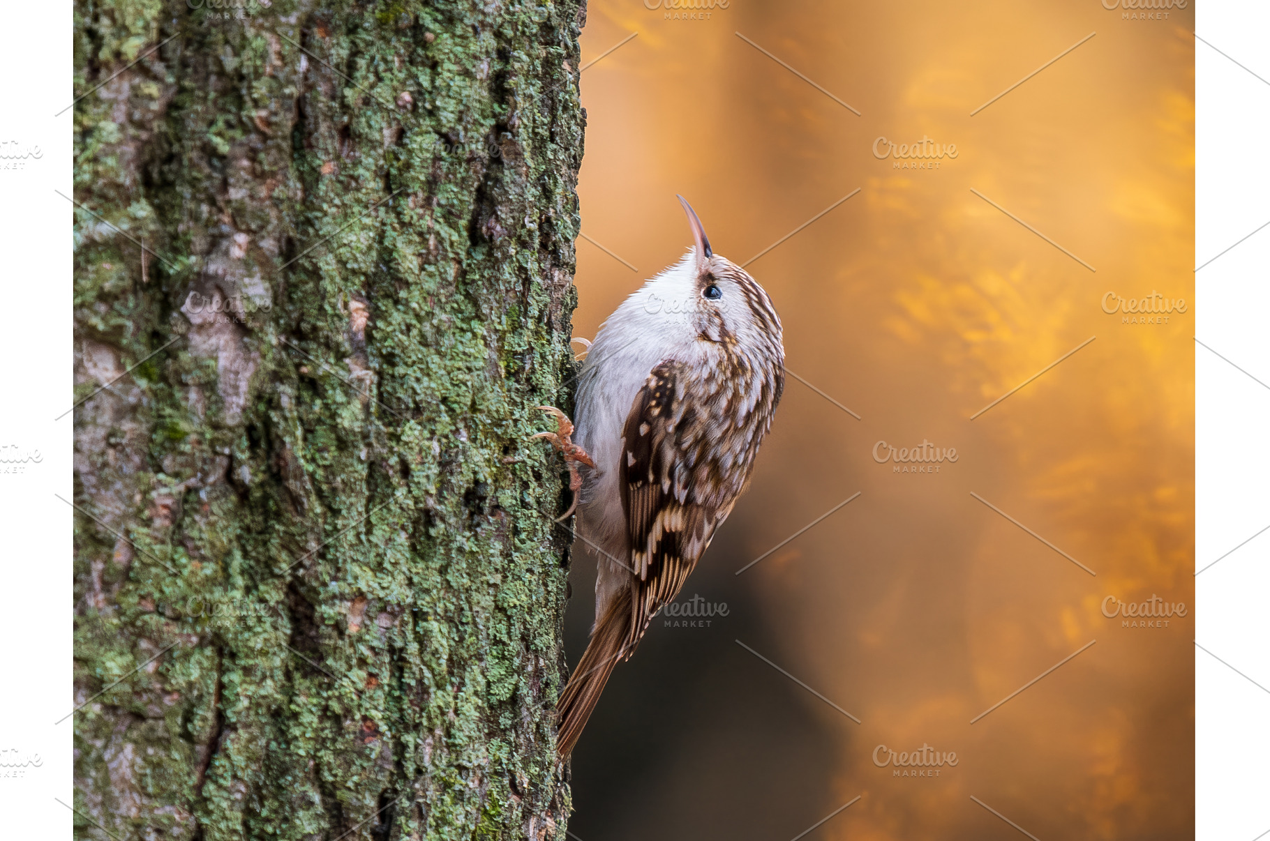 Eurasian treecreeper bird clings to, an Animal Photo by Fascinadora