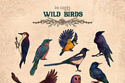 Wild Birds, an Animal Illustration by Ink Stories (Thumbnail 3 of 20)
