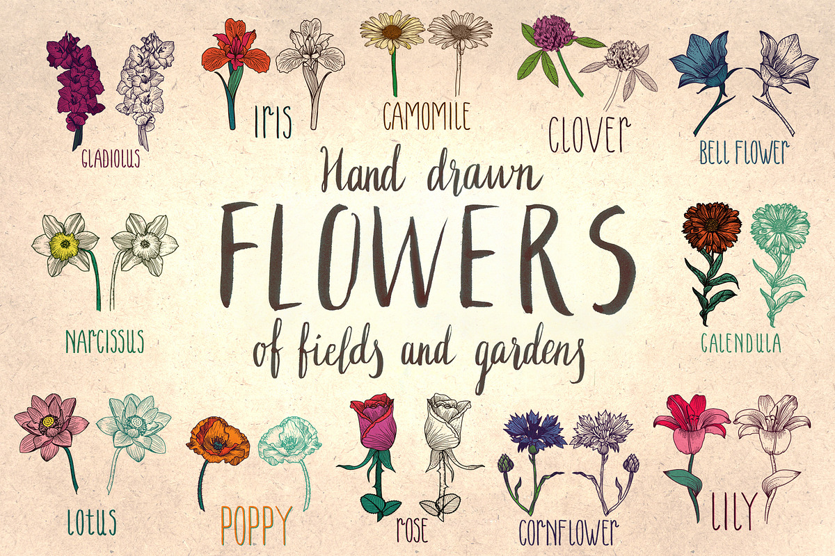 Hand drawn flowers of fields&gardens