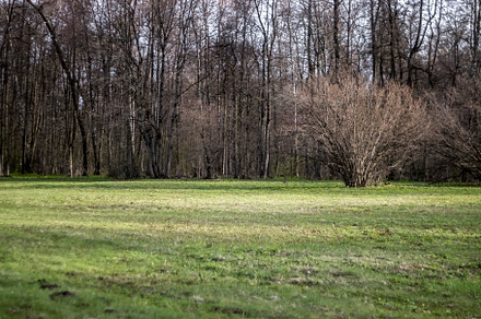 Grass turns green in the forest., a Nature Photo by Schreibikus