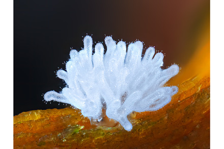 Coral slime mold - Ceratiomyxa, a Nature Photo by Lukas Jonaitis SHOP