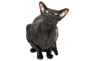 Black oriental shorthair cat, an Animal Photo by Vapi