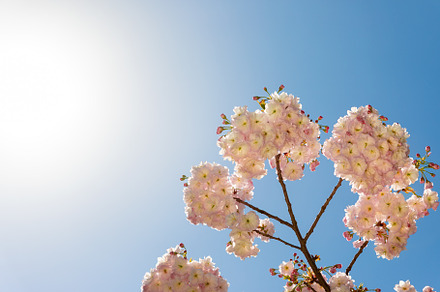 White cherry blossoms blooming on tree branches with a bright su, a Nature Photo by Ales Munt
