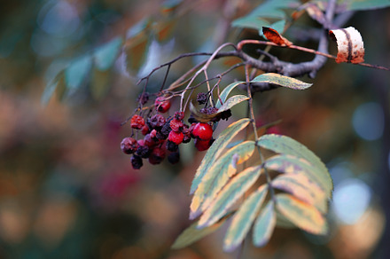 Rowan Branch