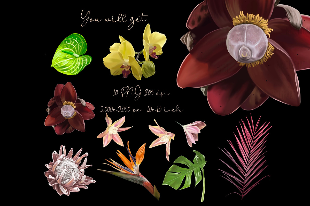 Wedding Tropical flower bundle, an Illustration by NNclipart (Photo 2 of 9)