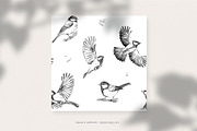 Titmous. Pencil illustrations, an Object Graphic by Tilling (Thumbnail 3 of 5)