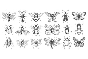 Diverse Insects Vector Set. Handmade