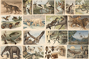 Alfred Fiedler Täubler’s Animals, an Animal Illustration by Digital Museum (Thumbnail 1 of 12)