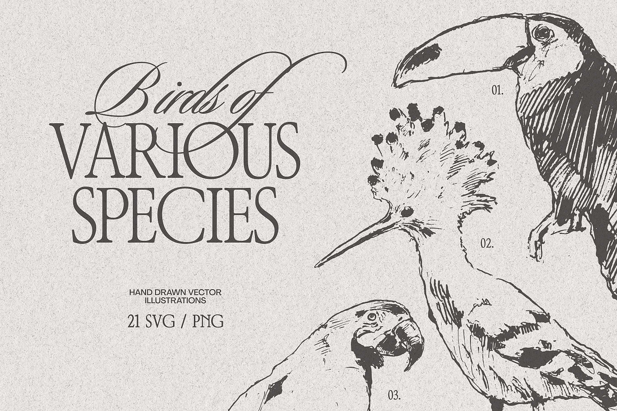 Birds of Various Species, an Animal Illustration by TheMountBirdStudio (Photo 1 of 6)