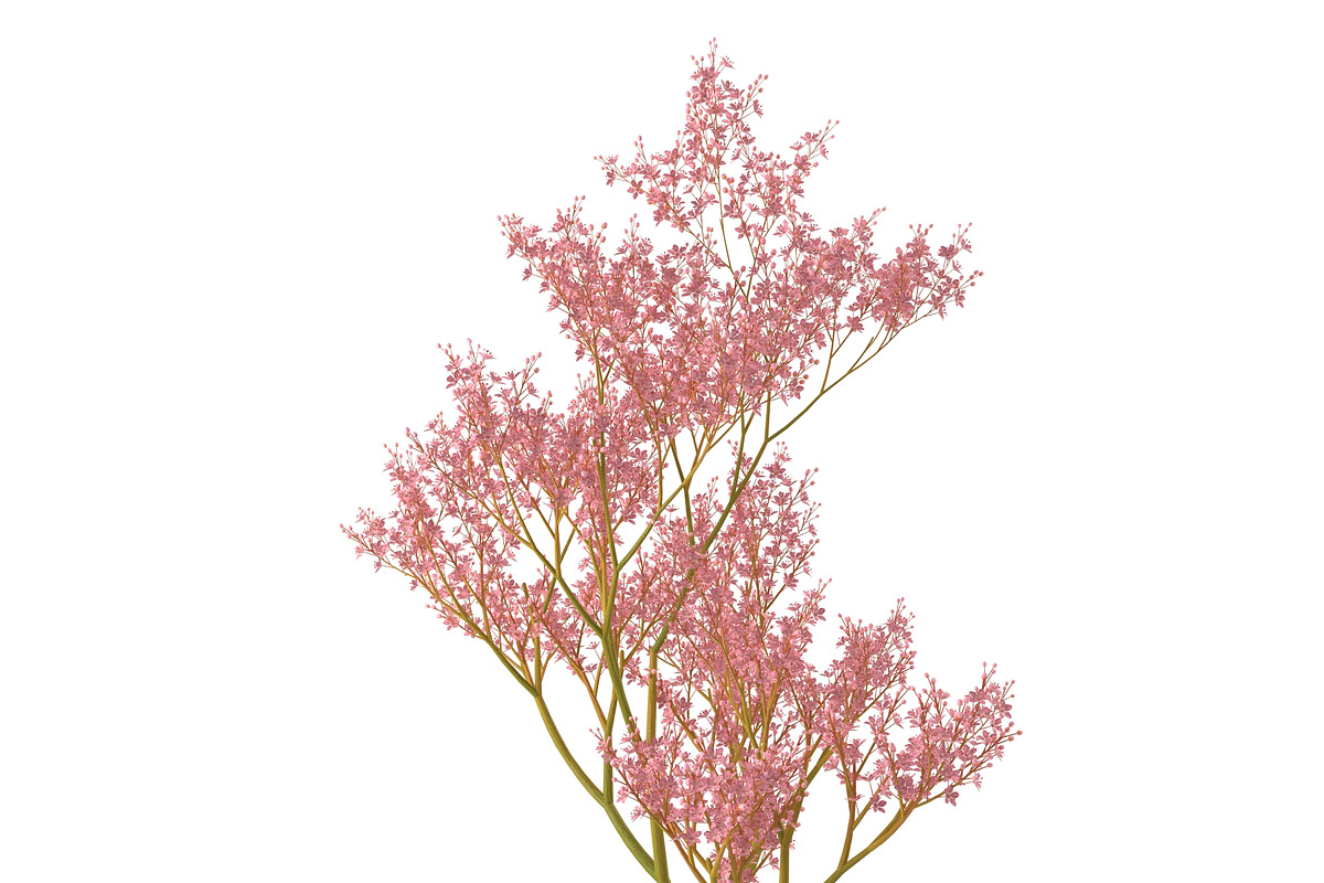 Filipendula rubra, a Plants & Tree 3D Model by AndrewWhite (Photo 11 of 11)