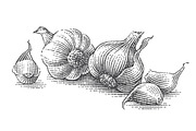 Garlic set engravings #2, a Food Illustration by Irina Trusova (Thumbnail 1 of 6)