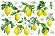 Watercolor fruits clipart, an Illustration by Hanna Hryharenka (Thumbnail 2 of 14)