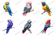 Parrots Watercolor Clipart, an Illustration by designcity5 (Thumbnail 3 of 5)
