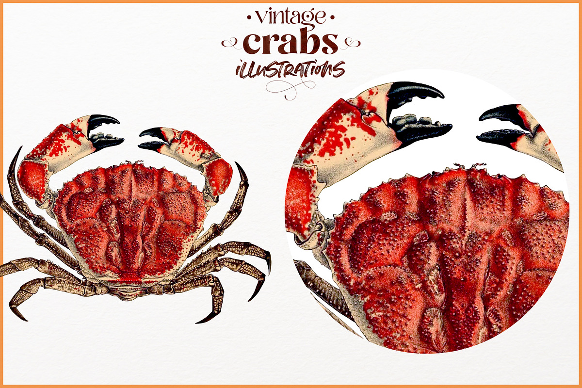 Vintage Crab illustrations, an Animal Illustration by Natalka Dmitrova art (Photo 11 of 12)
