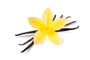 Vanilla bean and flower on white background, a Photo by Rimma