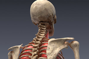 Animated Internal Organs, Skeleton