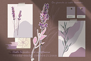 Noble lavender, a Decorative Illustration by LanaDzi (Thumbnail 5 of 10)