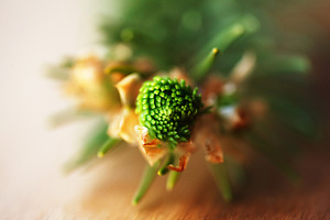 Macro view from above of a young spruce tree bud starting to bloom., a Nature Photo by Rohan Photography