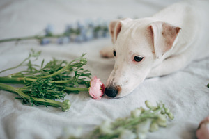 Spring puppy featuring puppy, dog, and spring
