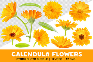 Calendula (marigold) flowers