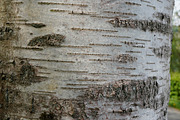 30 Tree Trunk Texture Photos, a Texture Graphic by Bilgep_design (Thumbnail 12 of 16)