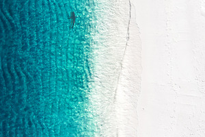 Beach aerial view with shark