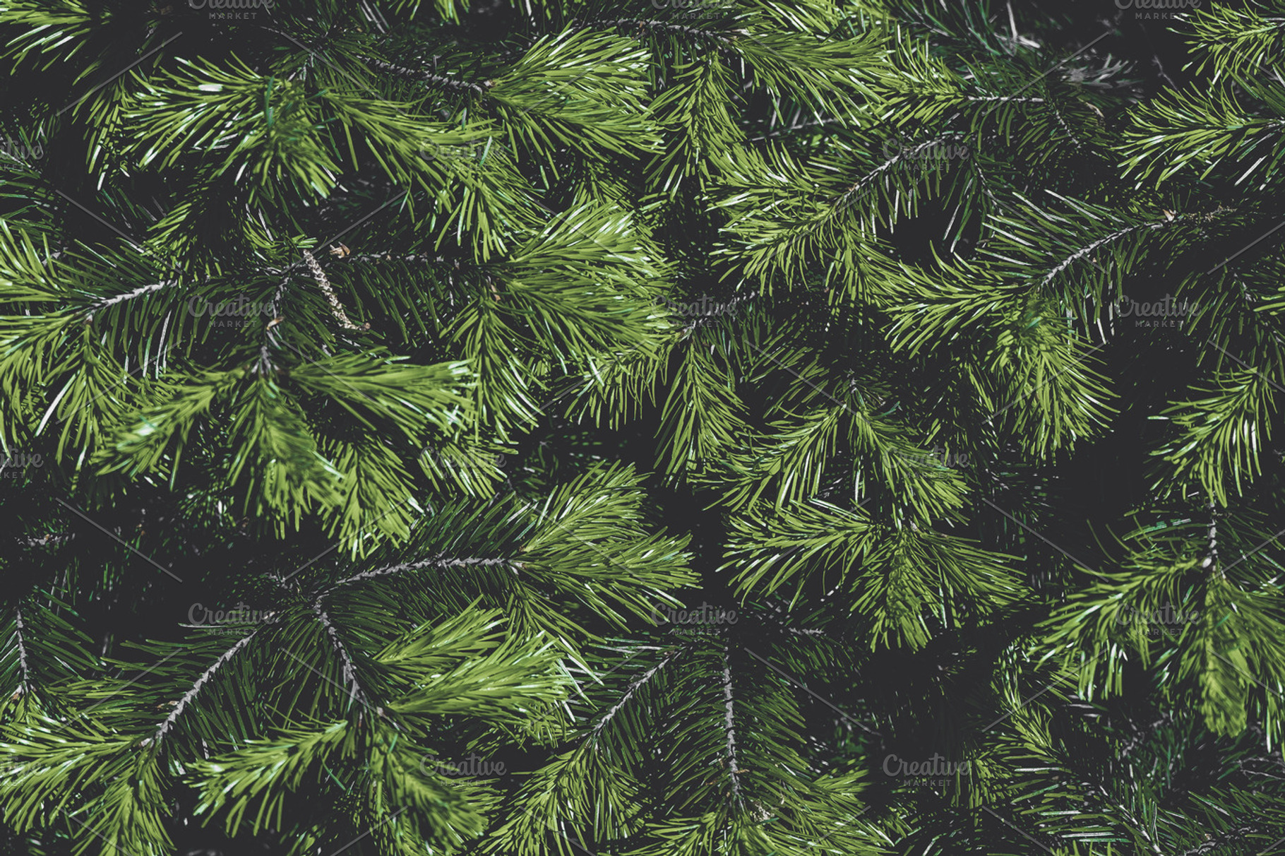 Fir tree branches featuring background, branch, and christmas, an Abstract Photo by Valeryia P.