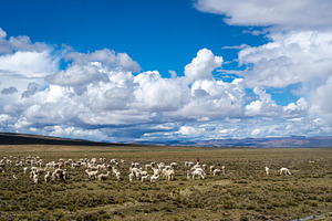 Herd of alpacas and llamas grazing in the highlands of Peru, a Photo by GoodGoods