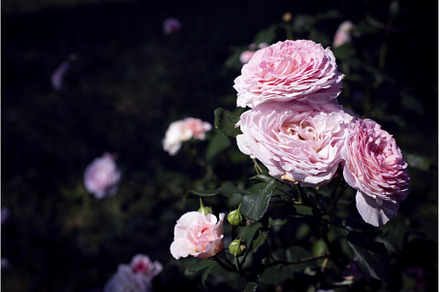 Summer natural background with, a Nature Photo by Diary of impressions