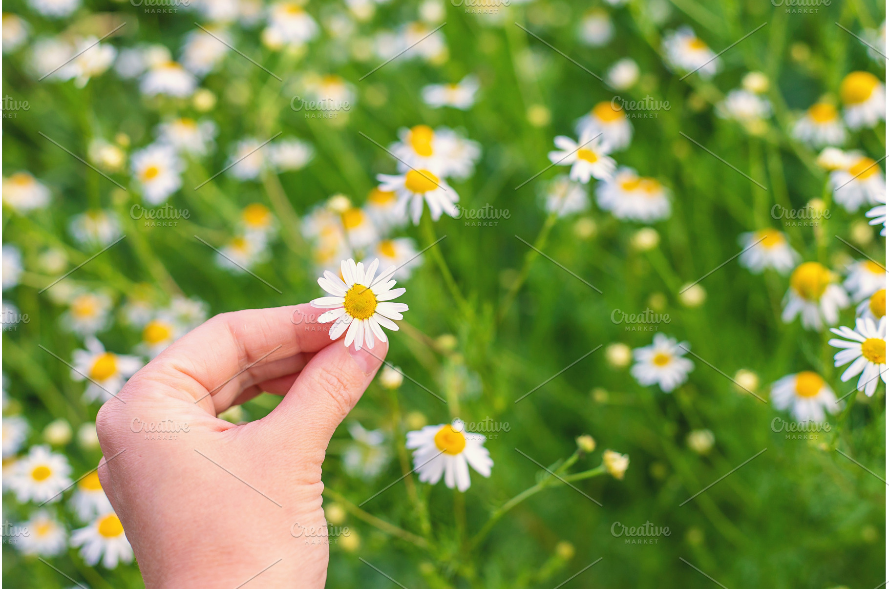 Daisies bloom in the garden, a Nature Photo by yanadjana