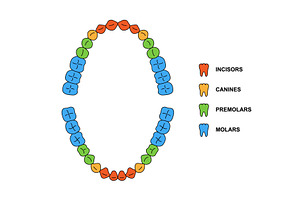 Adult Teeth Dentition Anatomy