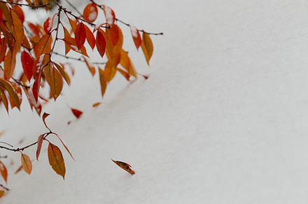 Trees In The Snow Featuring Winter Snow And Cold preview 6