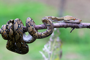 Snake python in the branch containing dew, snail, and mantis