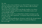 Nicales Typeface, a Sans Serif Font by Nowpe Studio (Thumbnail 2 of 6)
