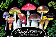 Mushrooms, an Illustration by zurzur (Thumbnail 1 of 4)
