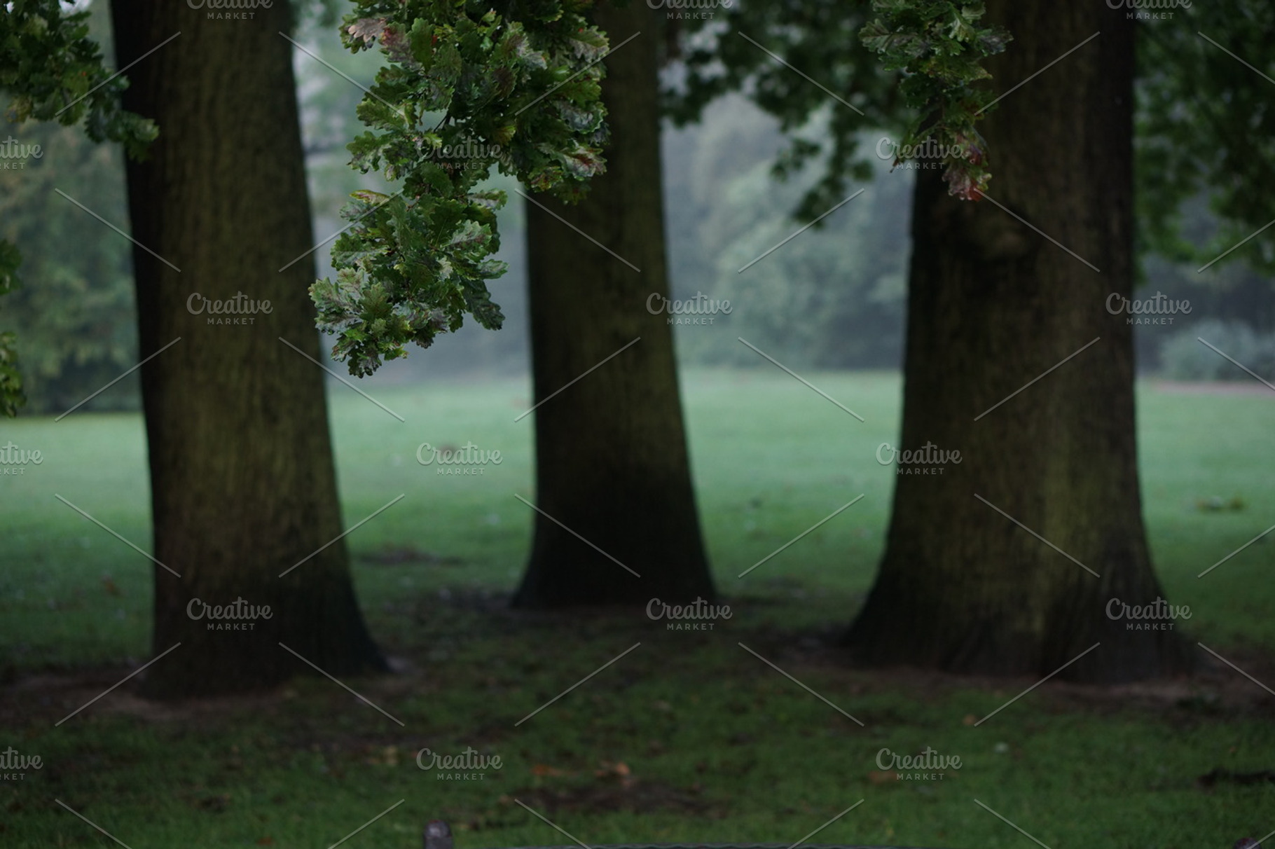 3 Oaks