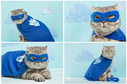 Cat in a superhero costume, an Animal Photo by AnStore (Thumbnail 3 of 3)