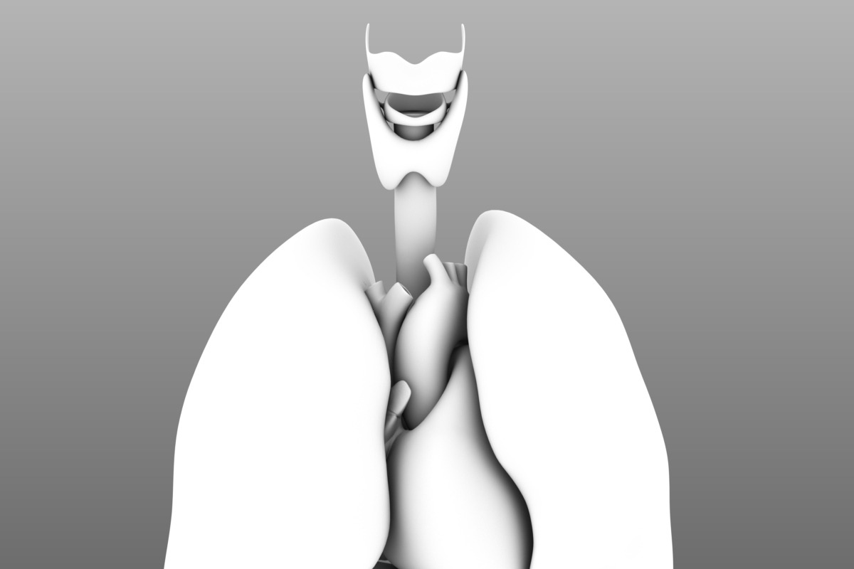 Human internal organs, a Characters & Person 3D Model by konstantin.ermolaev (Photo 35 of 46)