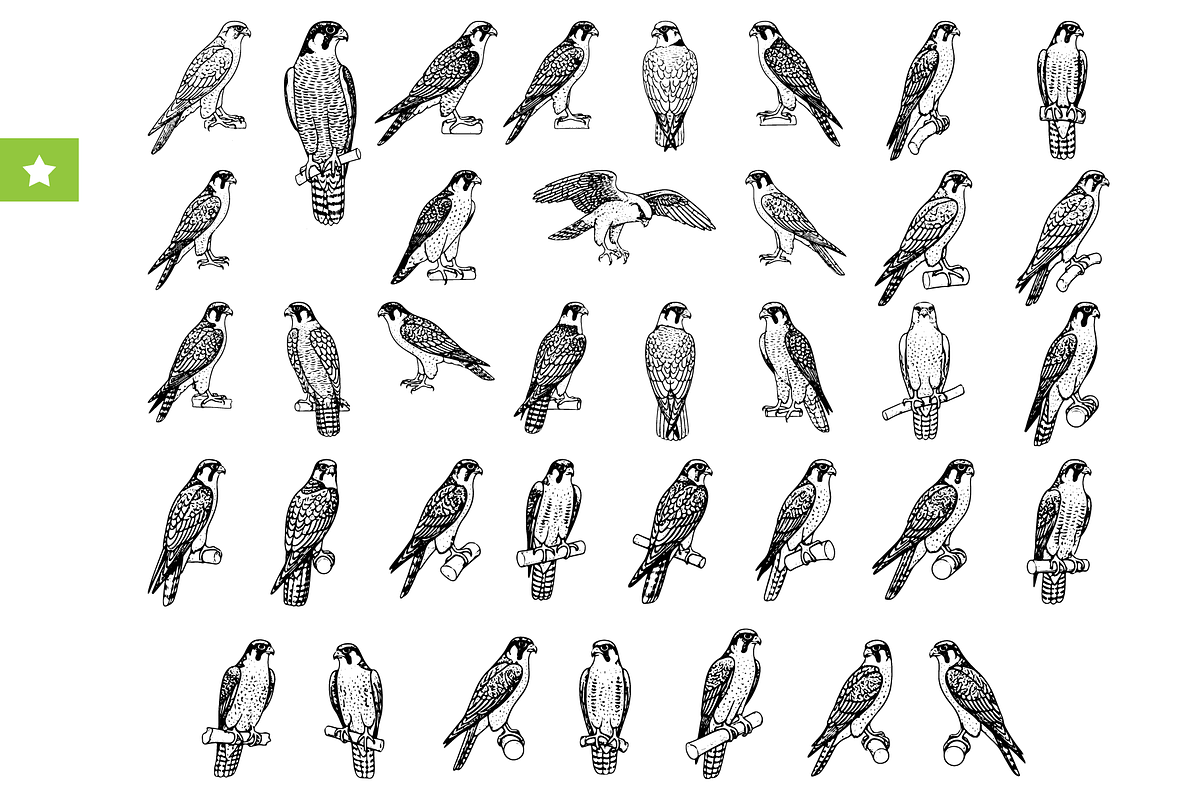 Falcon Engraving Illustration Set, an Object Graphic by RT Studio (Photo 1 of 4)