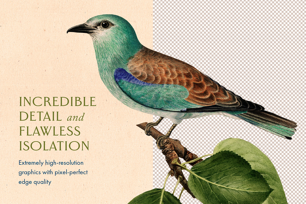 40 Vintage Birds & Branches, an Object Graphic by The Object Atlas (Photo 5 of 9)
