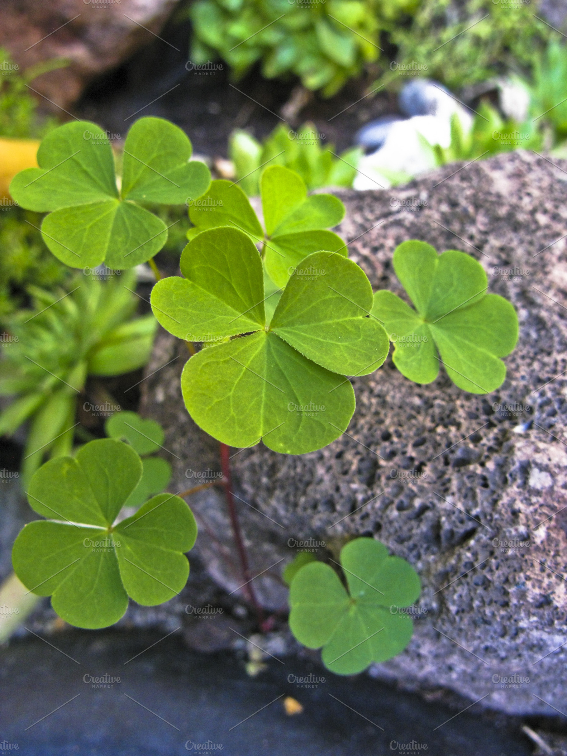 Little Leafs Stock Photo Containing Lava Stone And Lave Rock