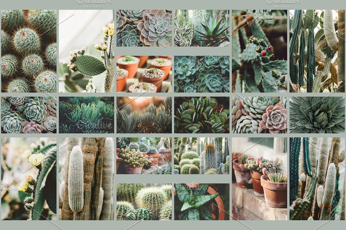 Succulent Cactus Stock Photo Bundle, a Nature Photo by René Jordaan Photography (Photo 2 of 2)