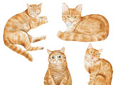 Watercolor Cat & Dog Illustration, an Animal Illustration by ArtbyHien (Thumbnail 7 of 7)